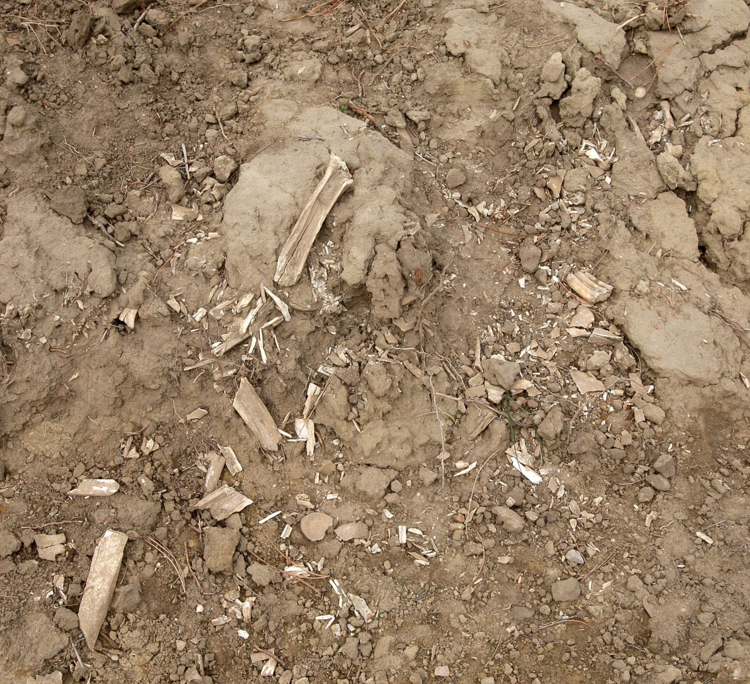 Sarpy Bison Kill site